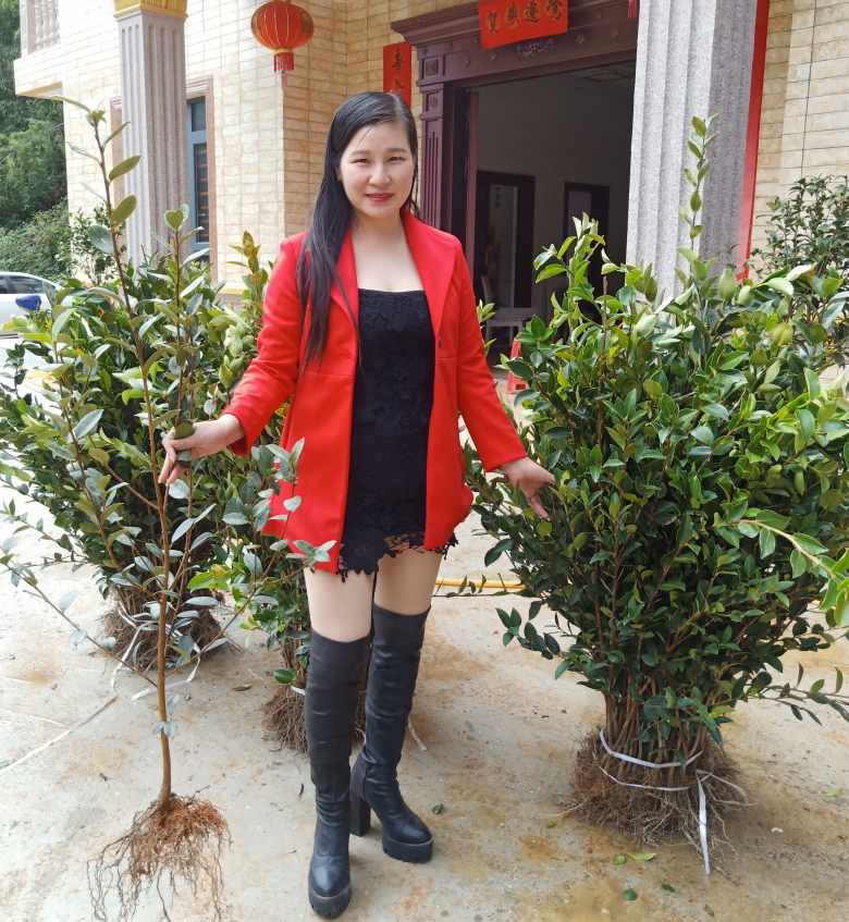 江西油茶苗长林高产大苗当年结果