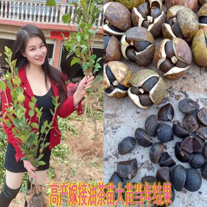 江西遂川高产嫁接油茶苗长林系中大油茶树苗杂交白花红皮果子苗妹