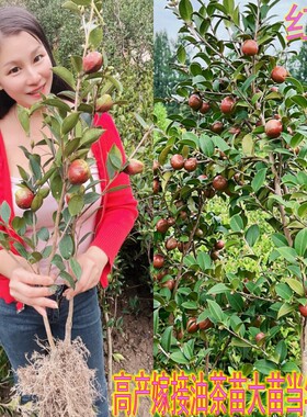 江西长林高产嫁接油茶苗杂交良种油茶树苗白花红皮中大果薄皮茶子