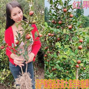 江西长林高产嫁接油茶苗杂交良种油茶树苗白花红皮中大果薄皮茶子