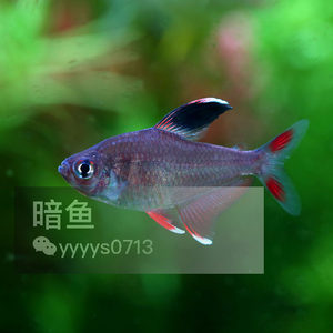 【红玫瑰观赏鱼图片】近期68组红玫瑰观赏鱼