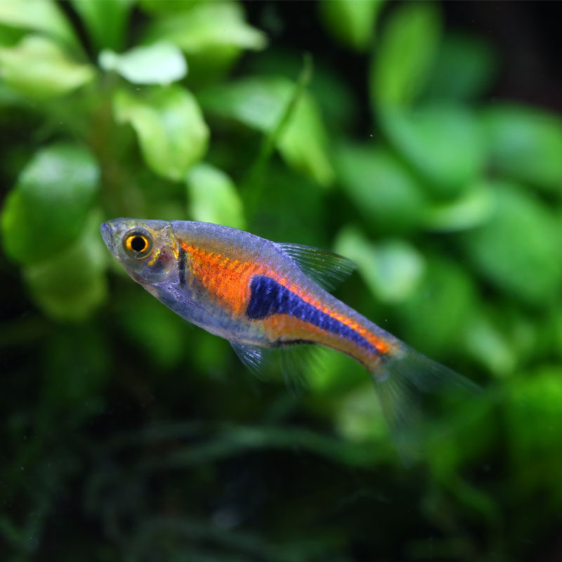 三角灯  金三角灯鱼 大三角水草缸小型灯科鱼热带鱼