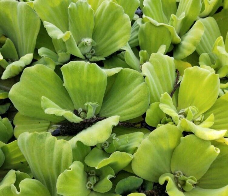 Water Lotus Qingping Natans Azolla Duckweed Aquatic herb Hydroponics Botany fish tank Aquatic herb material purifyin the Flower delivery/Flowers simulation/Plants gardening , Flowers/Potted plants (New) , Plants  category - from Buy2taobao.com to provide professional Taobao agent buy service