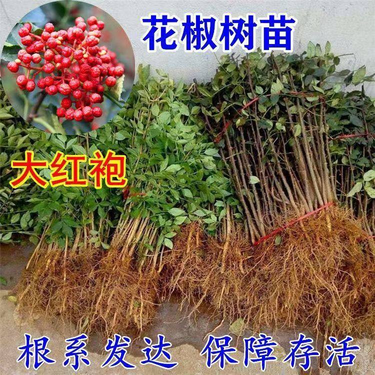 大红袍花椒树苗盆栽高产花椒苗地栽耐寒耐旱南方北方全国四季种植