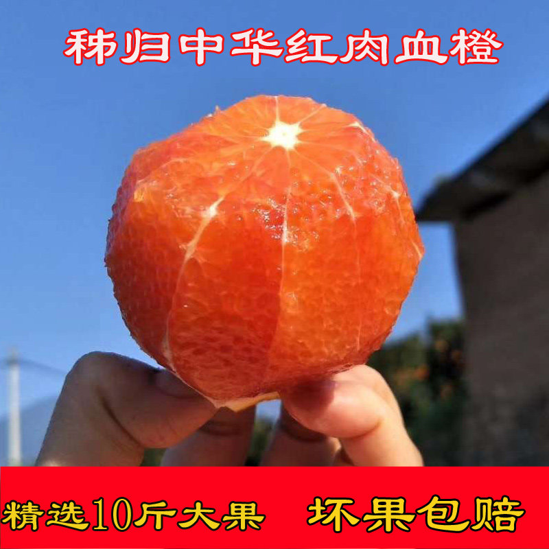 现摘现发秭归血橙10斤包邮口感好