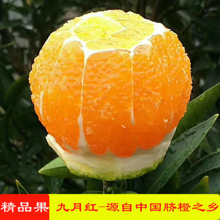 九月红秋橙秭归橙子5斤/10斤包邮新鲜水果当季现摘同城孕妇脐橙子