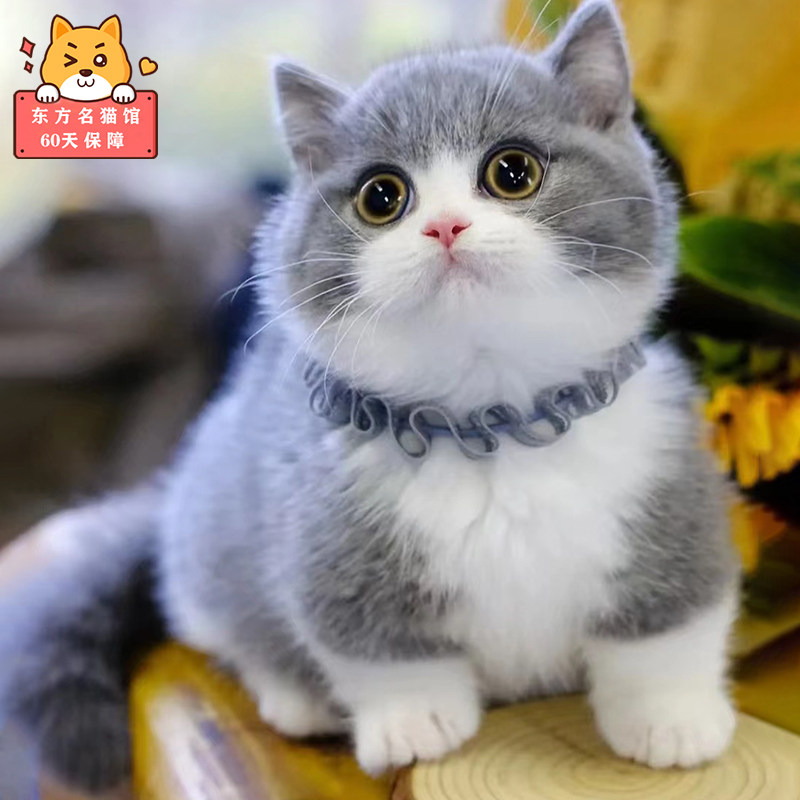 纯种曼基康矮脚猫幼崽猫舍活物幼猫蓝白活体血统宠物拿破仑短腿猫