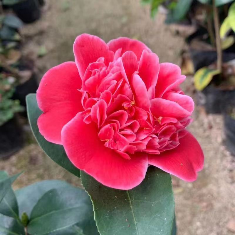 志愿者山茶花盆栽稀有名貴品種陽臺庭院花卉樹苗