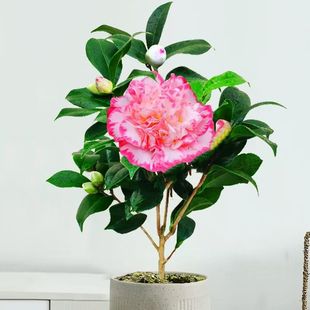 白衣大皇冠茶花盆栽宽彩带茶花女皇二号名贵山茶花花卉稀有