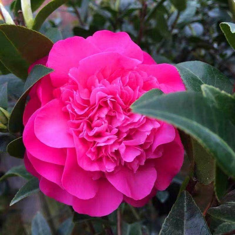 正宗黛比茶花盆栽紫粉花卉正品稀缺阳台庭院树苗,鲜花速递/花卉仿真/绿植园艺,时令草本花卉,淘宝优惠券,粉丝福利购,淘宝优惠卷