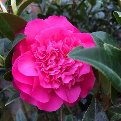 黛比茶花重瓣盆栽木本花卉千层