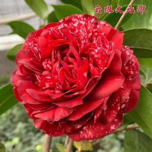 云斑大元帅山茶花树苗名贵花卉室内盆栽阳台花卉庭院绿植大红