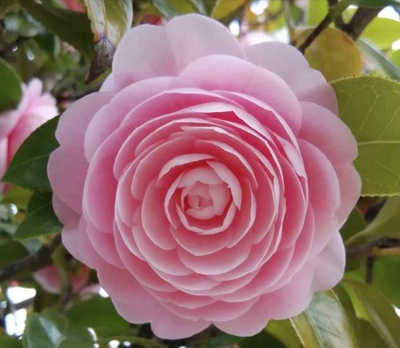 宫粉茶花盆栽阳台客厅花卉粉色中型精致花型观花植物