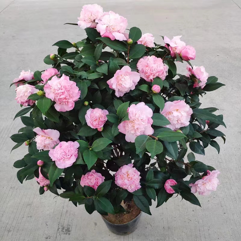 香妃茶花巨型花濃香型茶花盆栽帶花苞山茶花樹(shù)苗耐寒好養(yǎng)庭院花卉
