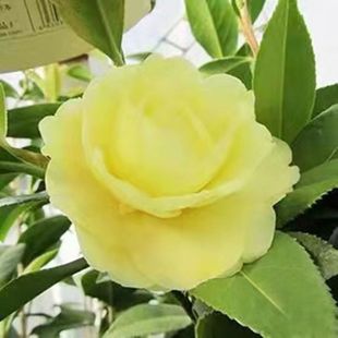 正黄旗茶花苗纯黄色系庭院阳台室内盆栽花卉