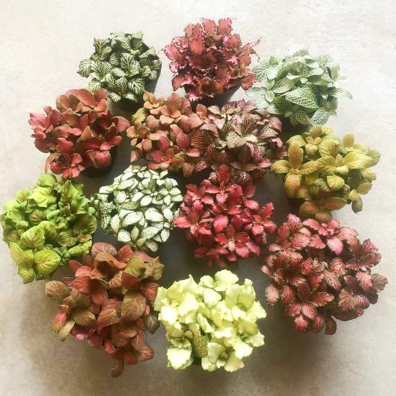 苔藓微景观DIY材料 网纹草单颗植物鲜活绿植生态缸水陆缸造景蕨类,鲜花速递/花卉仿真/绿植园艺,苔藓微景观,淘宝优惠券,粉丝福利购,淘宝优惠卷