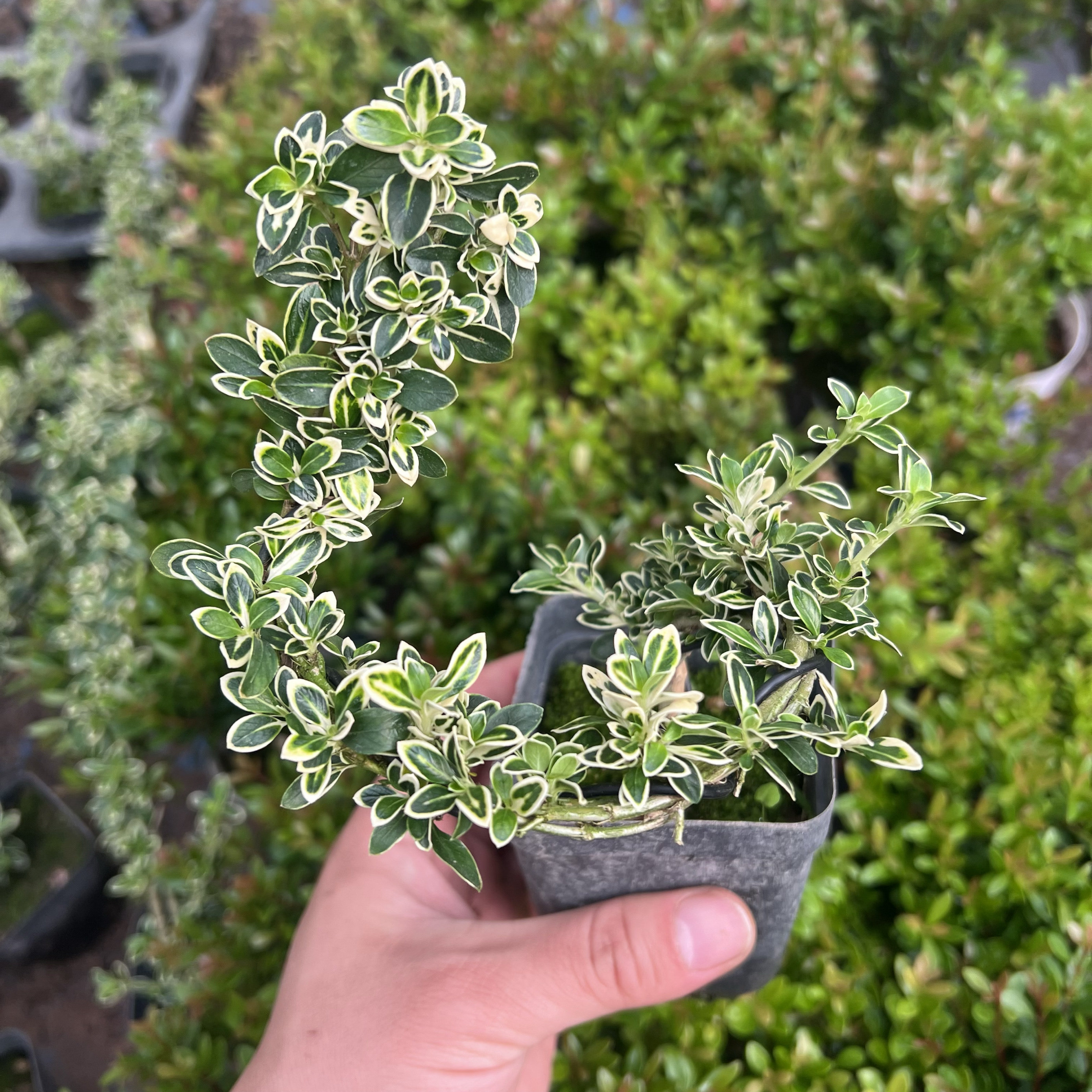金边六月雪盆栽室内绿植净化空气好养易活趣味小盆景