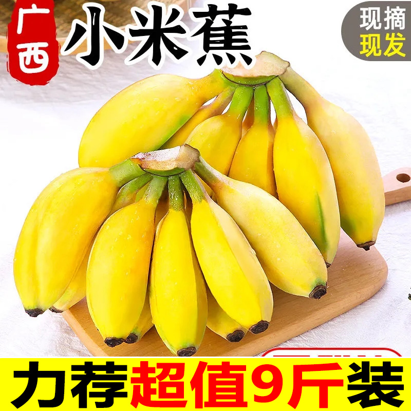 广西小米蕉香蕉新鲜水果9斤小香芭蕉当季苹果蕉整箱自然熟包邮5