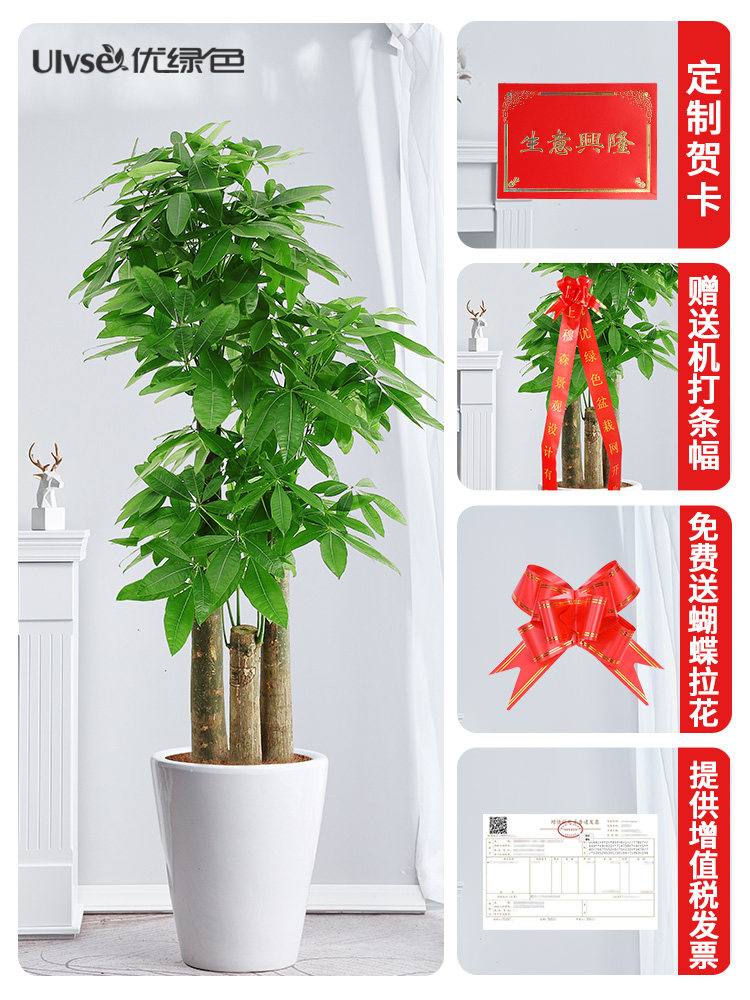 步步高发树盆栽步步高发公开财业乔迁送礼室内绿客厅办室花卉植大