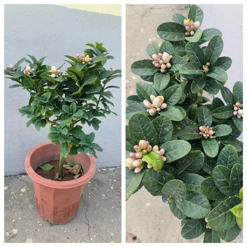 香水柠檬盆栽室内阳台种植室外