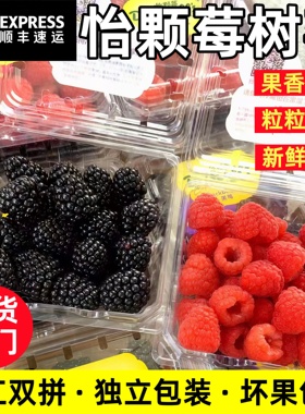 云南怡颗莓树莓黑红双拼当季新鲜孕妇水果覆盆子桑葚鲜果顺丰冷链