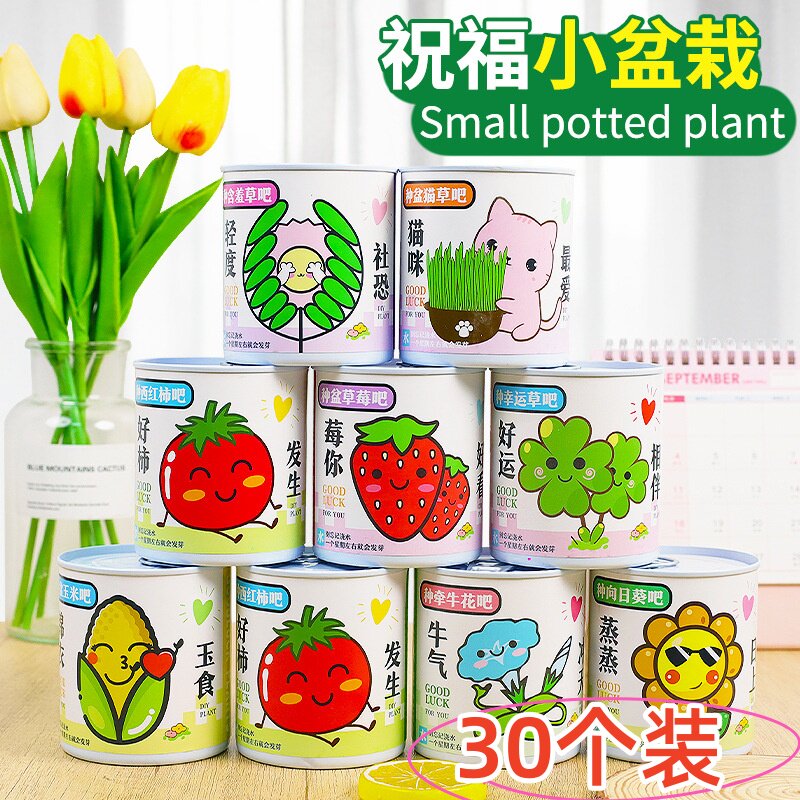 种植罐头迷你diy网红种植小盆栽罐子学生创意礼物盆栽植物盲盒