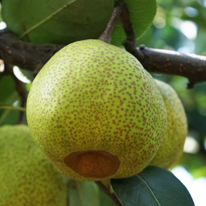 Orthodox school Shandong Pear fresh fruit PEAR Large Country of Origin Straight hairin the Aquatic meat/Fresh fruits and vegetables/Cooked , Fresh fruit , Pear  category - from Buy2taobao.com to provide professional Taobao agent buy service
