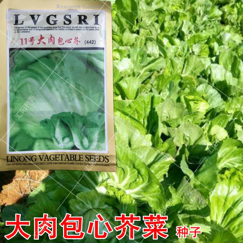 广东大肉包心芥菜种籽夏秋季播蔬菜籽腌制结球芥菜子农家盆菜种孑