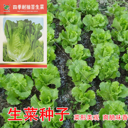 意大利生菜种子 阳台盆栽水培生菜 农家春秋季种植蔬菜种籽