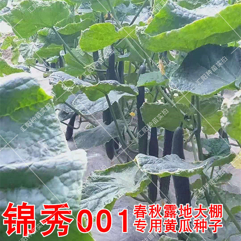黄瓜种子秋季大棚专用品种高产
