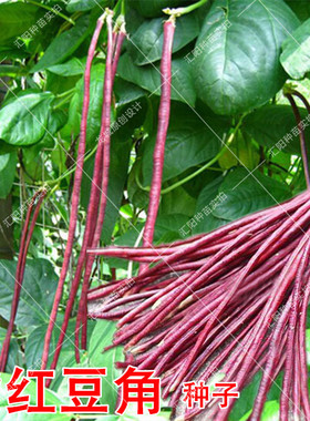 紫色豇豆种籽 春秋季播红色豇豆种子孑高产特长挂面红豆角蔬菜籽