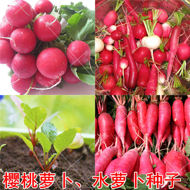 日本樱桃萝卜种子 四季水果萝卜籽 农家盆栽蔬菜红色五樱脆嫩包邮
