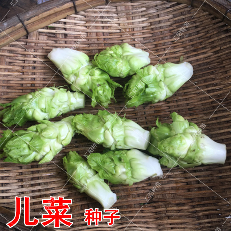秋季播儿菜种子农机盆栽拳头菜娃娃儿抱子芥脆嫩爽口四川特产包邮