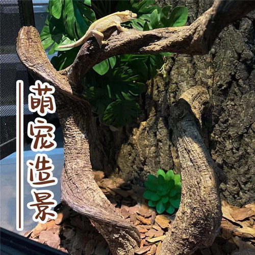 爬宠造景野山云藤过江龙藤