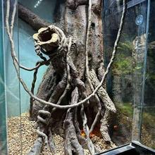 仿真藤条造景枯藤爬宠缸雨林装饰寄居蟹攀爬树枝自然弯曲仿野山藤