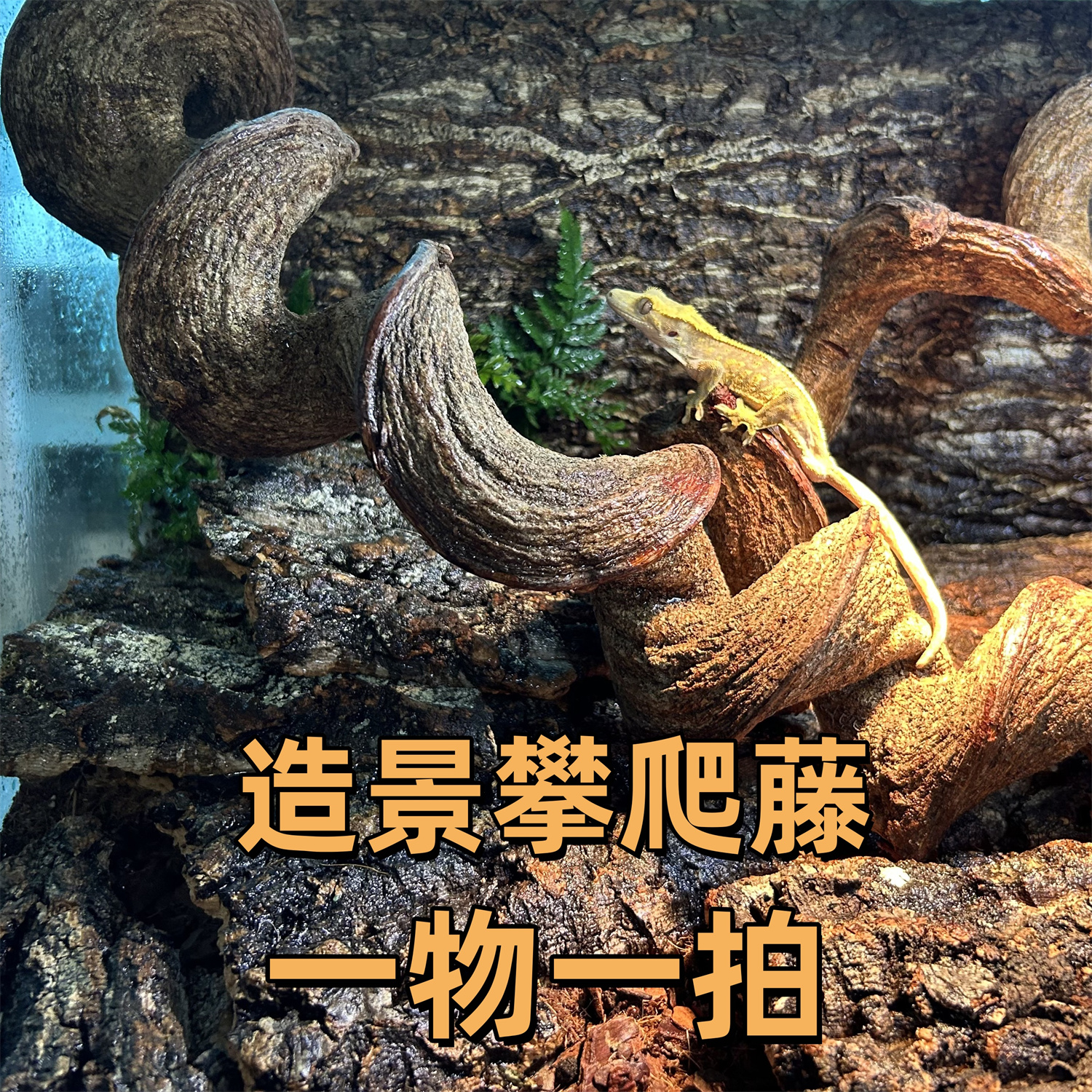 爬宠缸造景树藤枯树枝