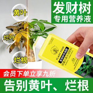 发财树专用营养液叶子发黄掉叶肥料绿植室内盆栽植物水培营养液