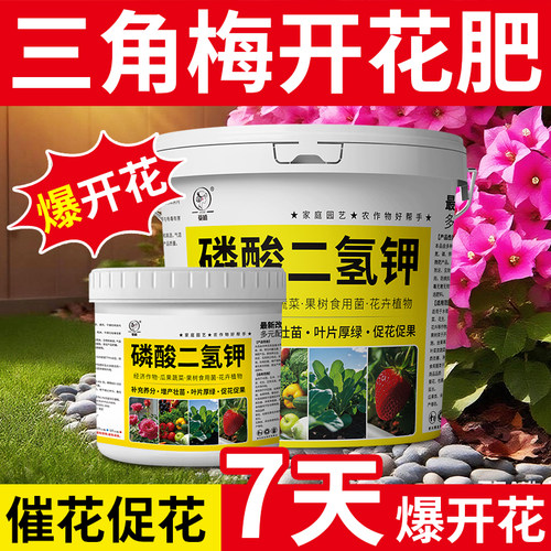 【7天！三角梅花苞不断】