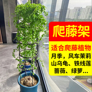 龟甲龙爬藤架山乌龟造型支架爬藤架子植物花架铁线莲蓝雪花爬藤架