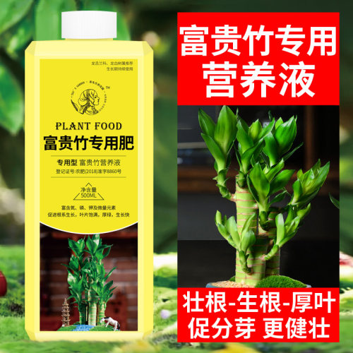 【7天！绿叶爆盆】富贵竹专用