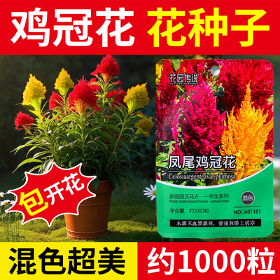 鸡冠花种子庭院花种子大全室内阳台庭院易活花卉花种四季开花室外