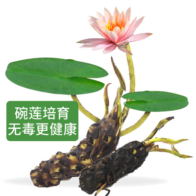 专用荷塘泥碗莲专用土睡莲专用泥荷花河泥花泥塘泥养龟淤泥土天然
