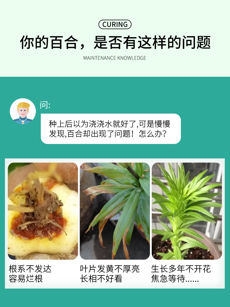 百合营养液百合专用肥料种球肥料磷钾肥花用复合肥促进开花的肥料