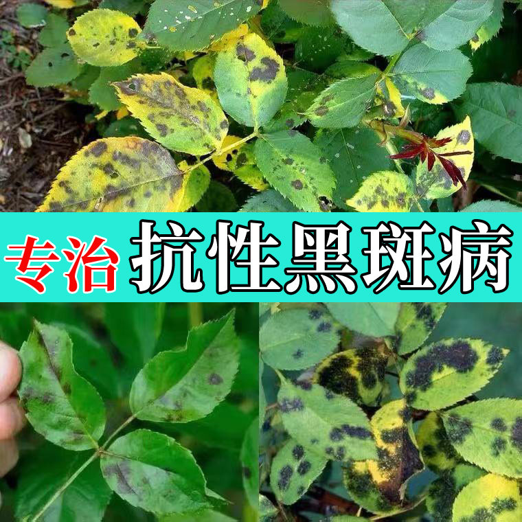月季黑斑病专用药兰花多菌菌灵杀菌剂花卉花药多肉多菌灵白粉病药