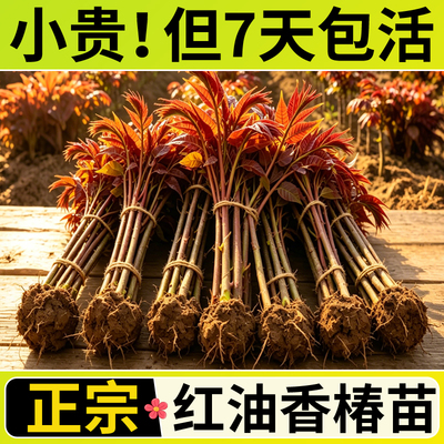 【小贵！直发包活香椿苗】