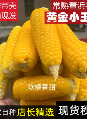 常熟董浜特产黄金小玉米 现摘现发 农家自种软糯香甜大人小孩都爱