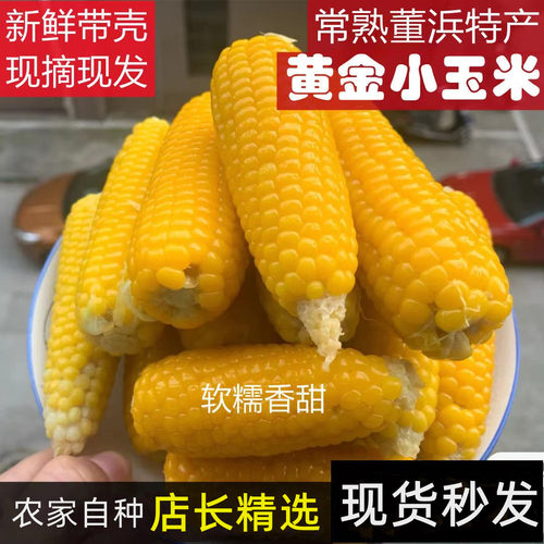 常熟董浜特产黄金小玉米 现摘现发 农家自种软糯香甜大人小孩都爱