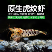 包邮 买一送5 工具虾清洁虾黑壳虾原生虾 除藻虾 观赏虾套餐虎纹虾