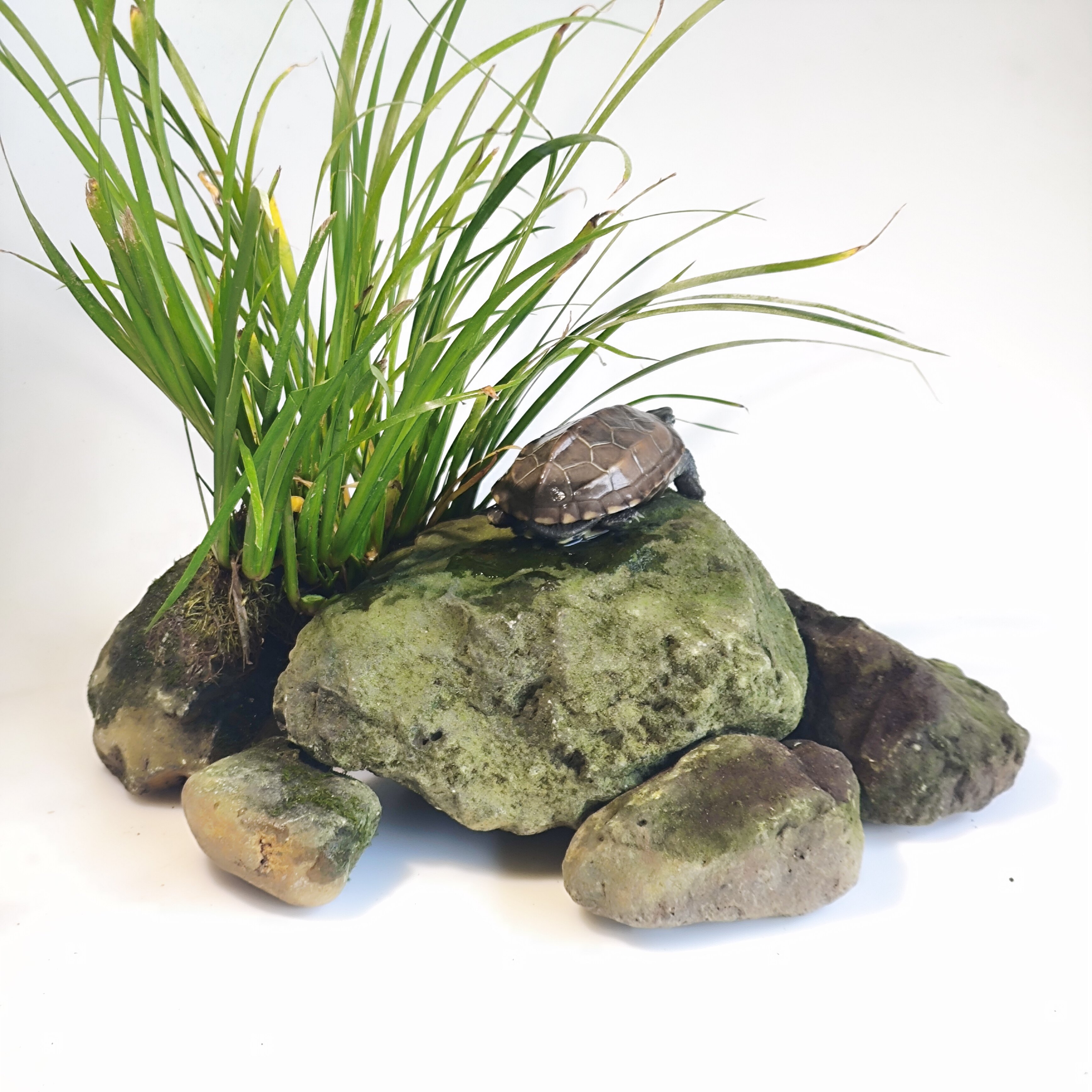 乌龟缸造景套餐天然溪流晒背石绿植菖蒲生态乌龟缸造景一物一拍