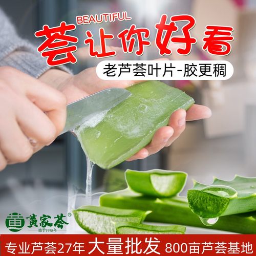 美容院专用库拉索芦荟灌肤叶整棵